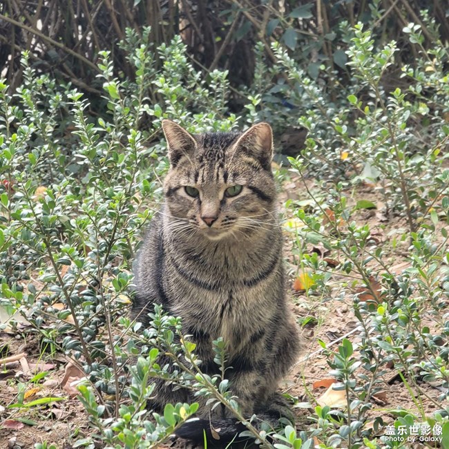 长焦拍猫咪