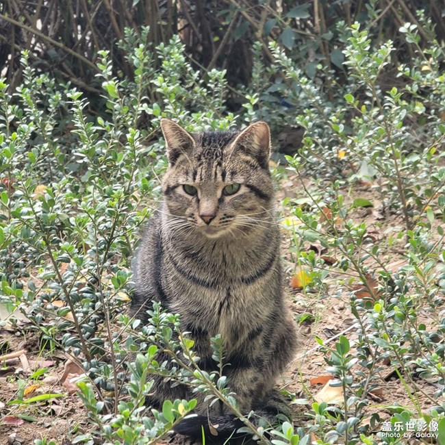 长焦拍猫咪