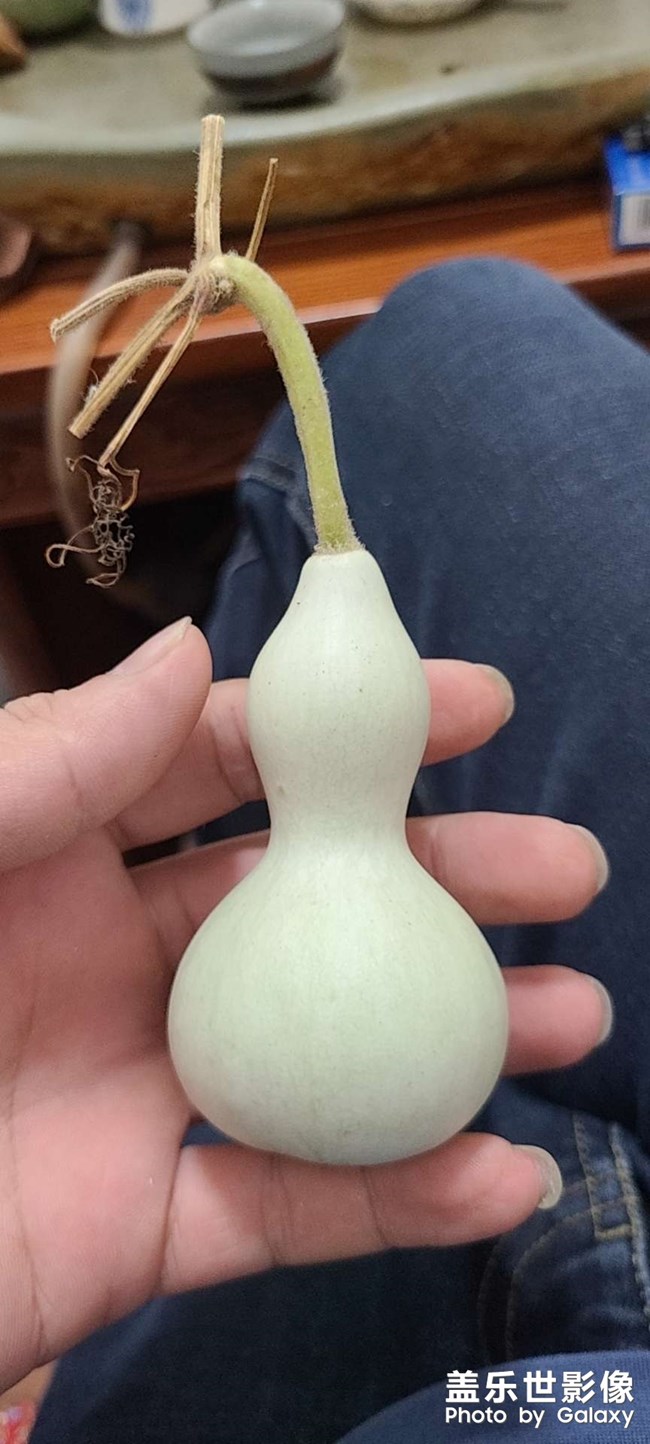 葫芦娃。。