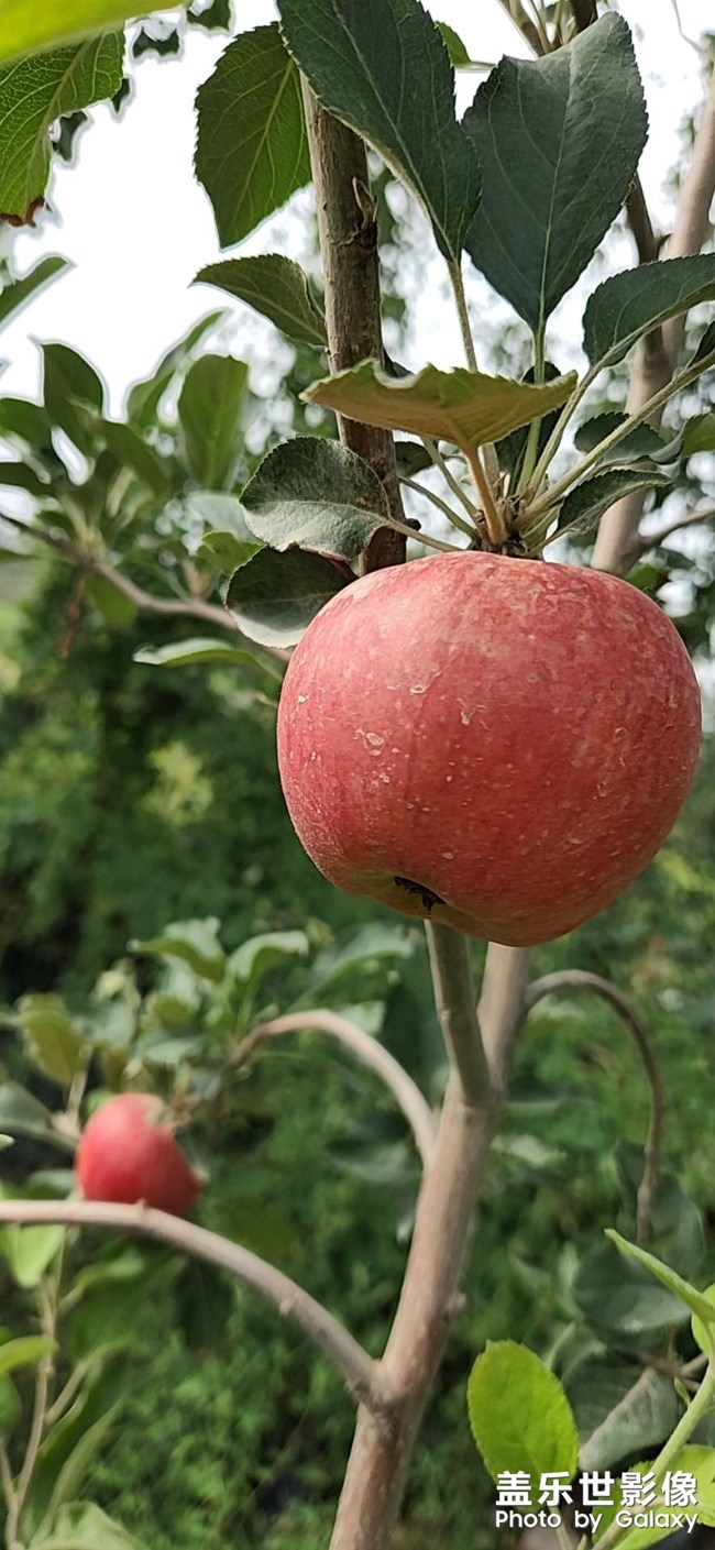 新疆喀什苹果
