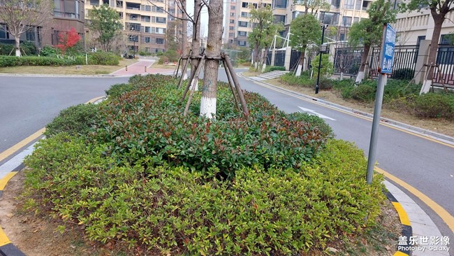 小区绿化清理