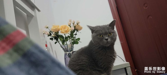小猫咪