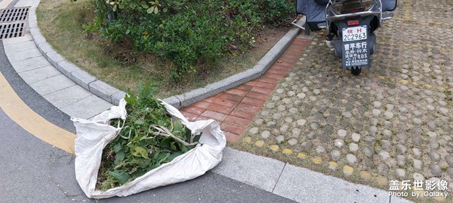 小区绿化清理