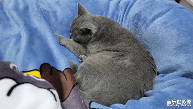 小猫咪