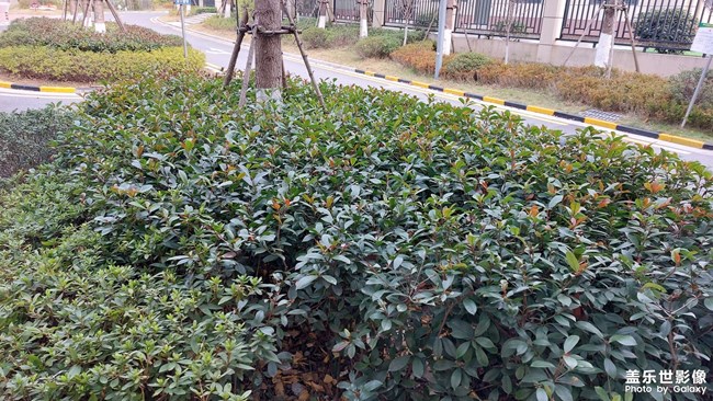 小区绿化清理