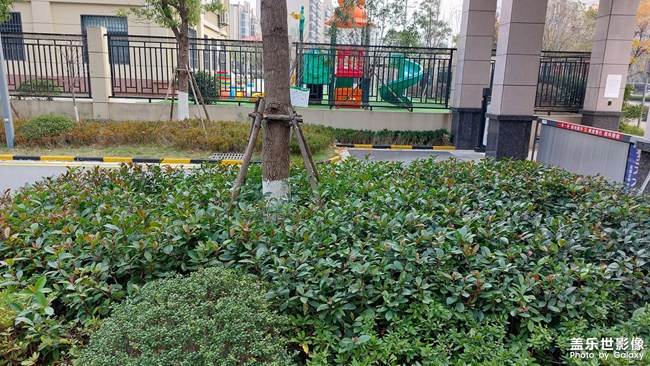 小区绿化清理