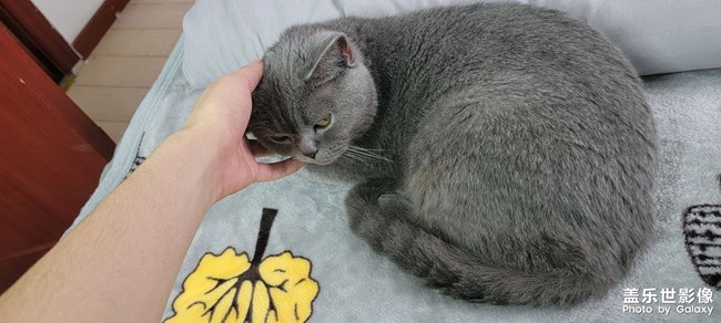 小猫咪