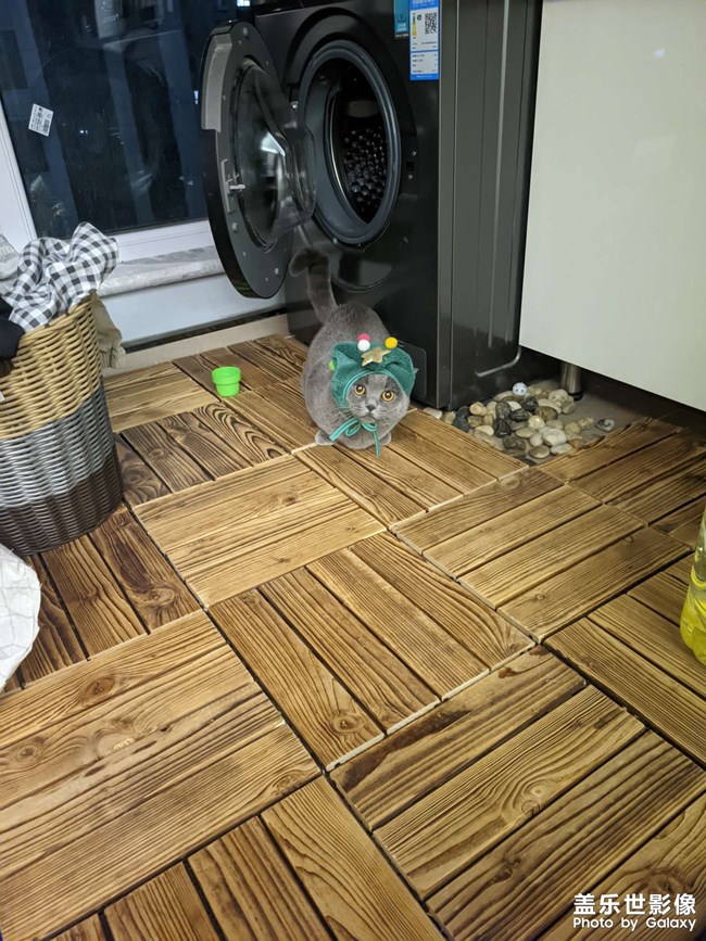 补一张猫咪圣诞照