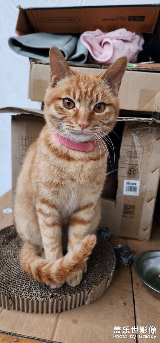 猫狗双全 幸福相伴