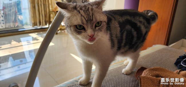 猫狗双全 幸福相伴