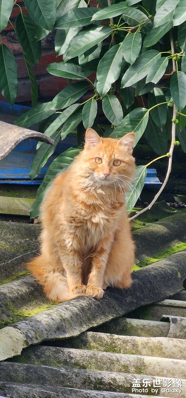 猫狗双全 幸福相伴