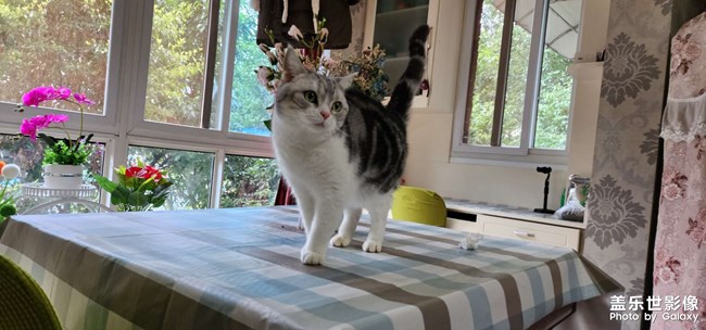 猫狗双全 幸福相伴