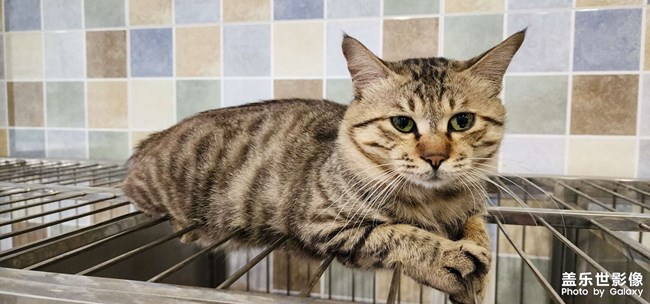 猫狗双全 幸福相伴