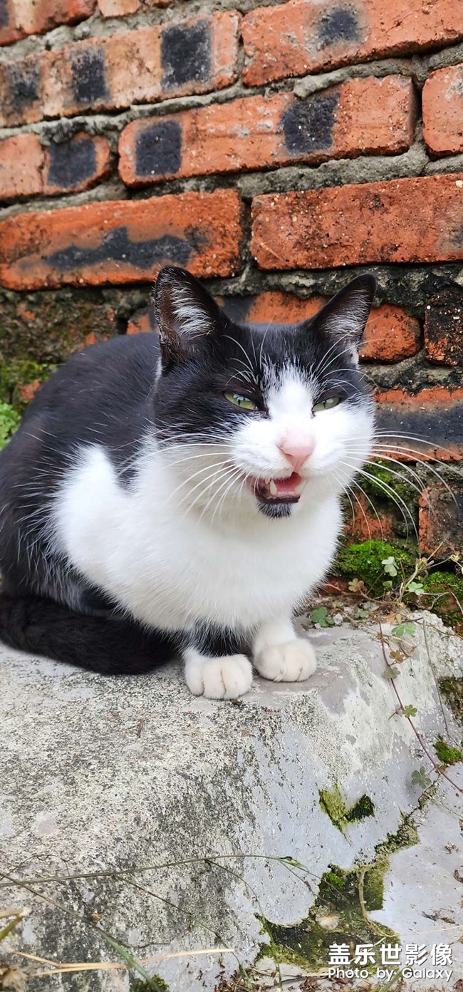 猫狗双全 幸福相伴