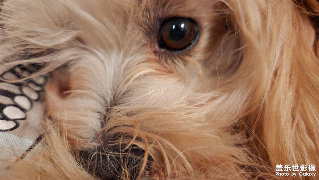 小可爱