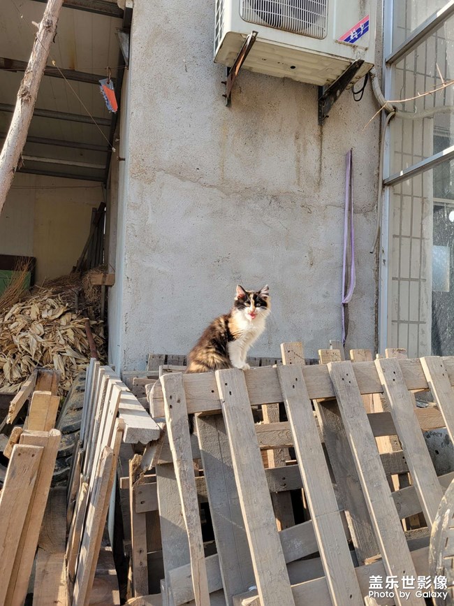 猫猫狗狗