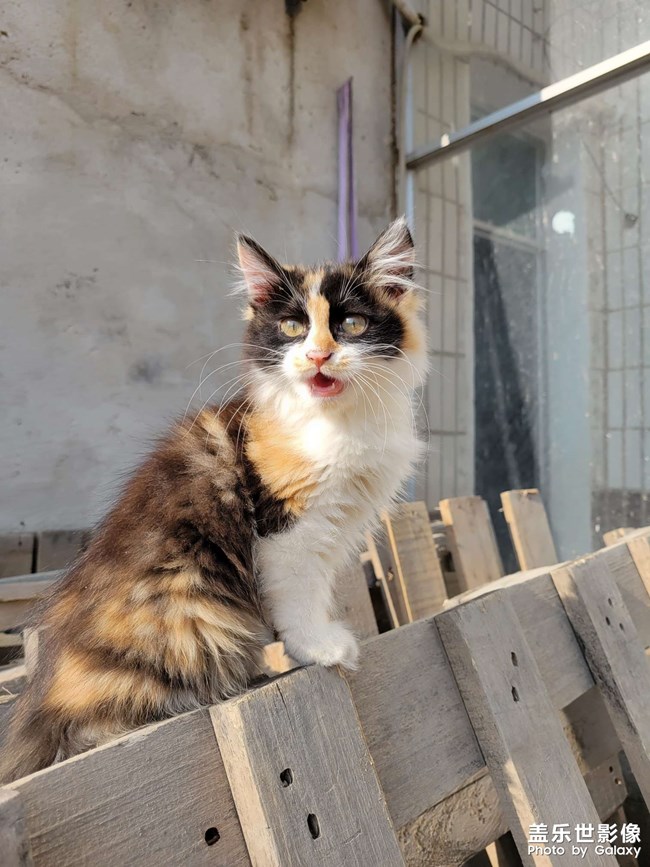 猫猫狗狗