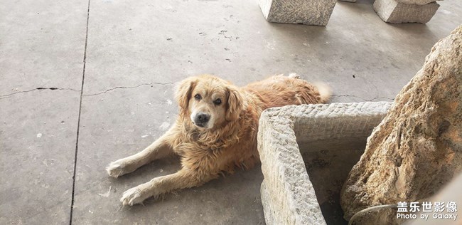 我的狗狗