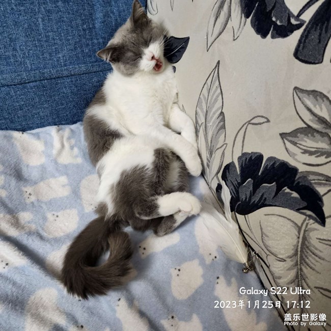 小猫睡着了