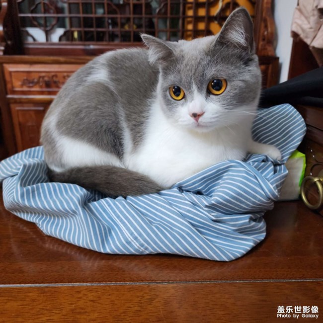 可爱的猫咪