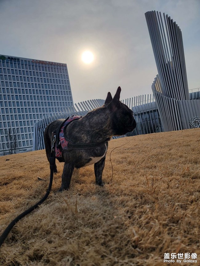 我的斗牛犬