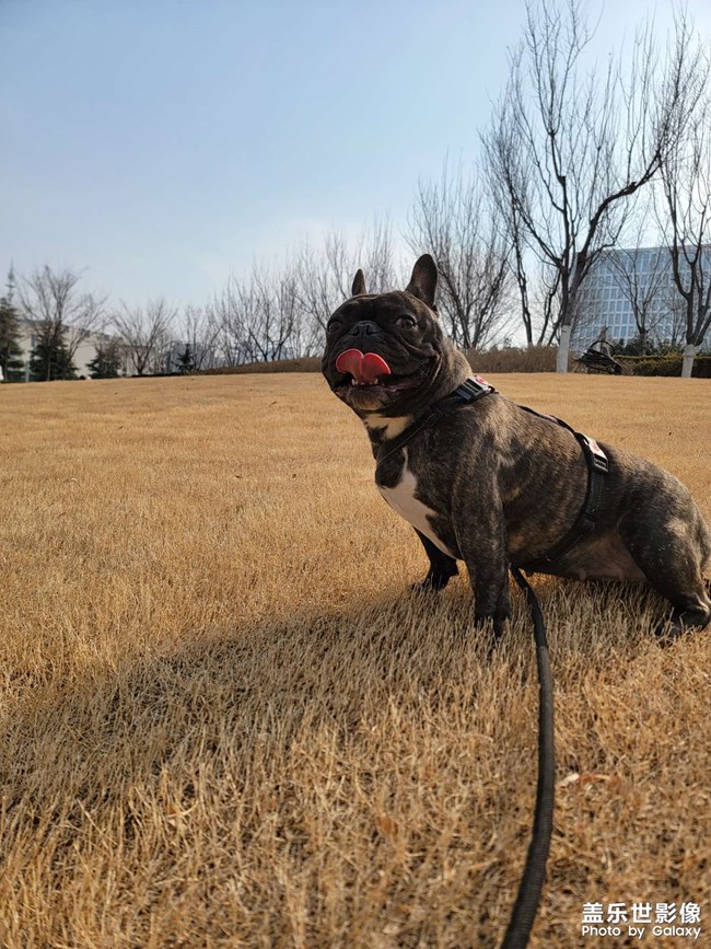 我的斗牛犬