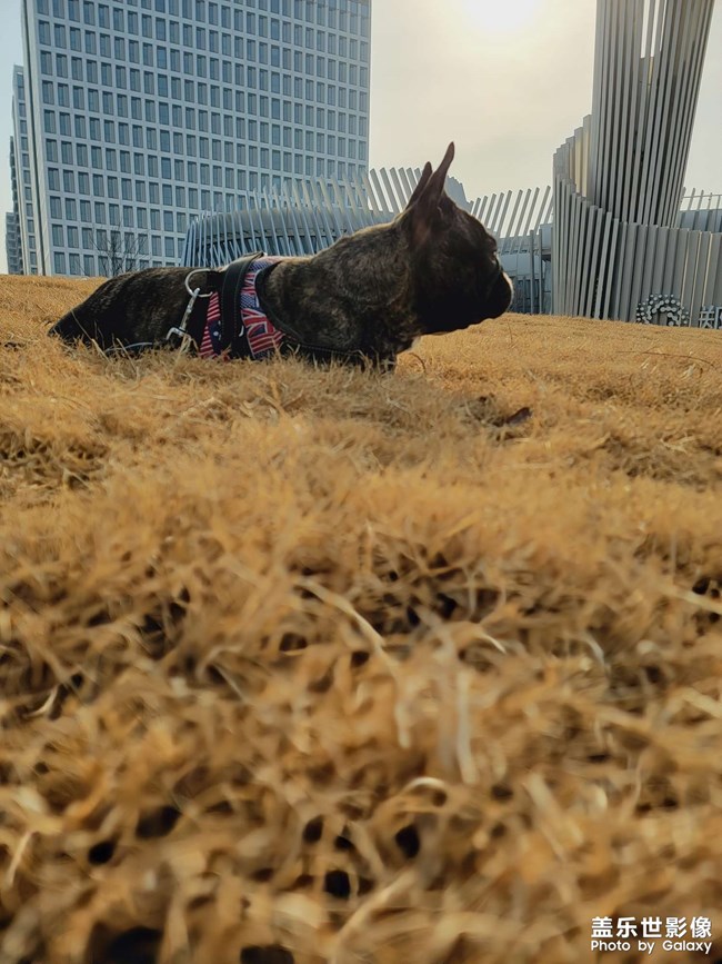 我的斗牛犬