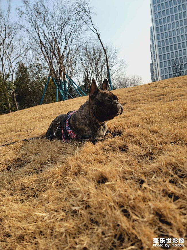 我的斗牛犬