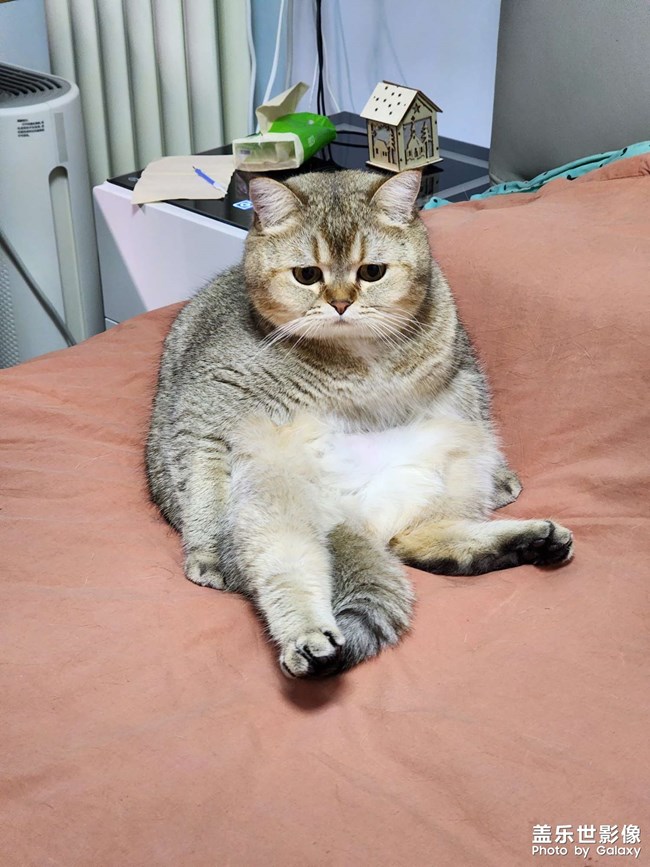 猫咪