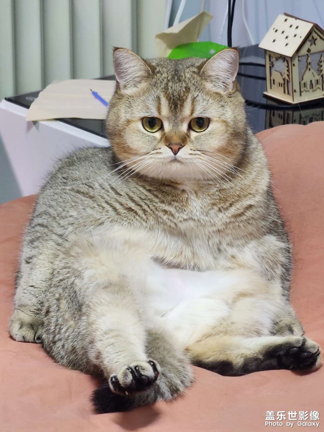 猫咪