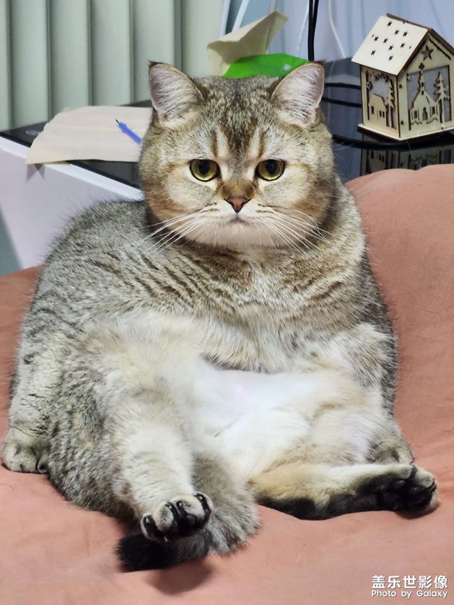 猫咪