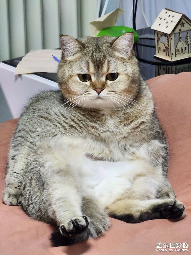 猫咪