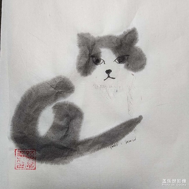 小猫咪画像