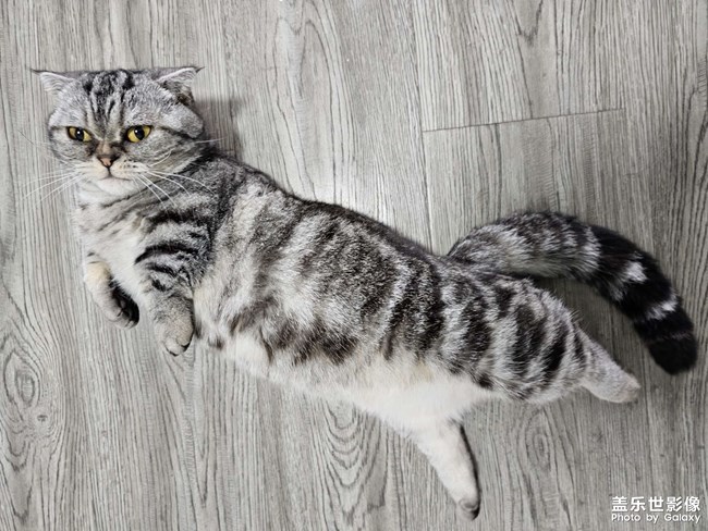 我家的猫儿