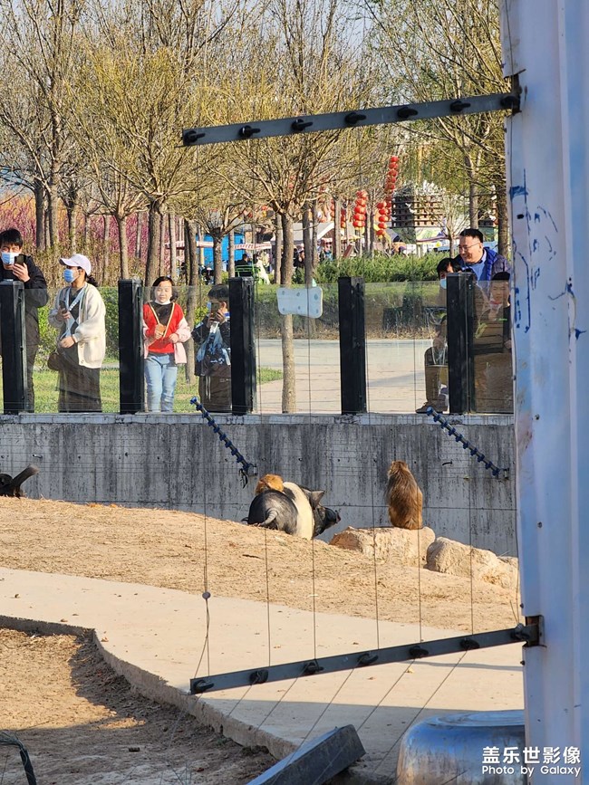 衡水动物园游玩