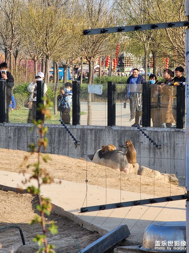 衡水动物园游玩