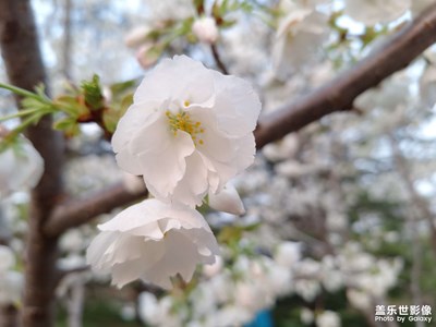 【美好时光】花都开好了