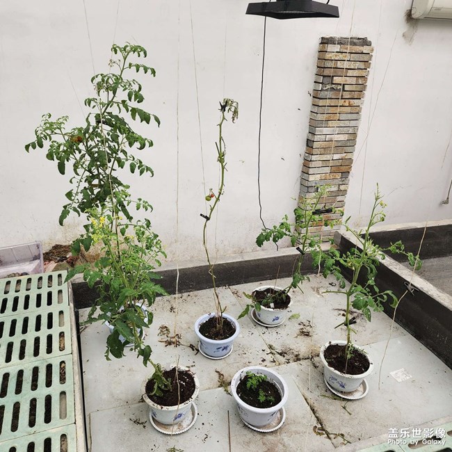 番茄