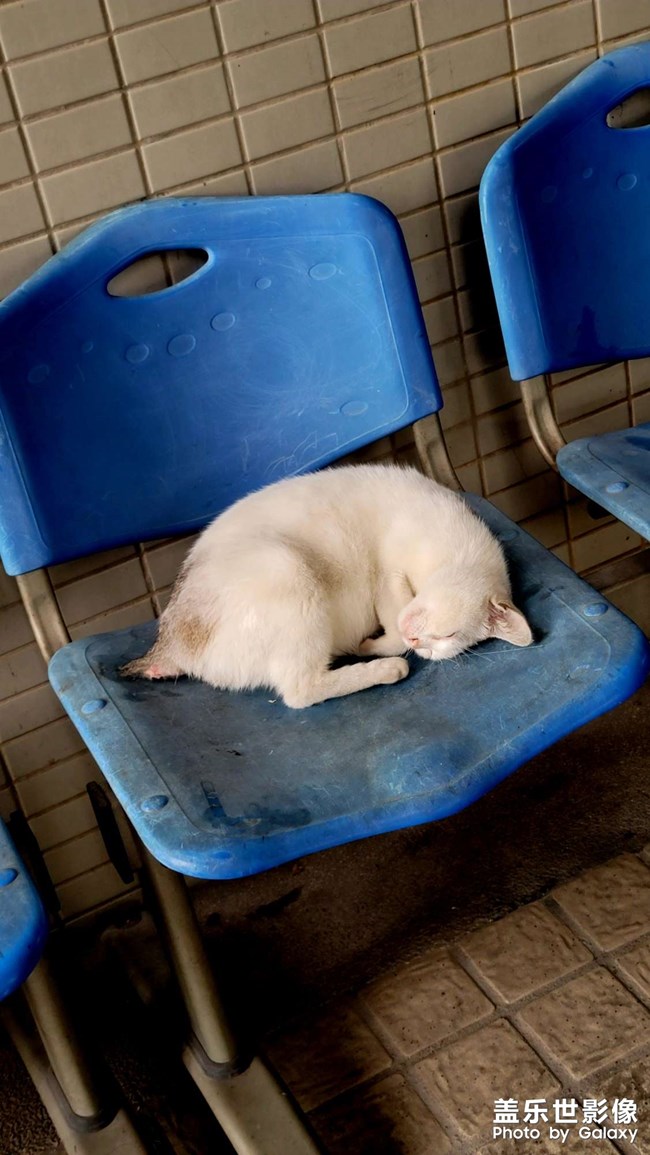 由猫咪想到的 由猫咪想到的