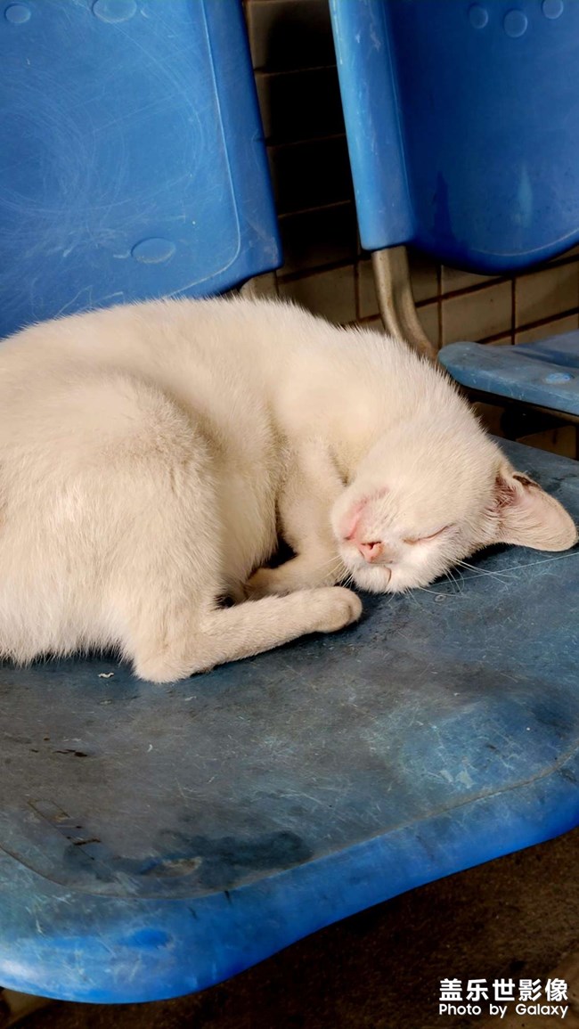 由猫咪想到的 由猫咪想到的