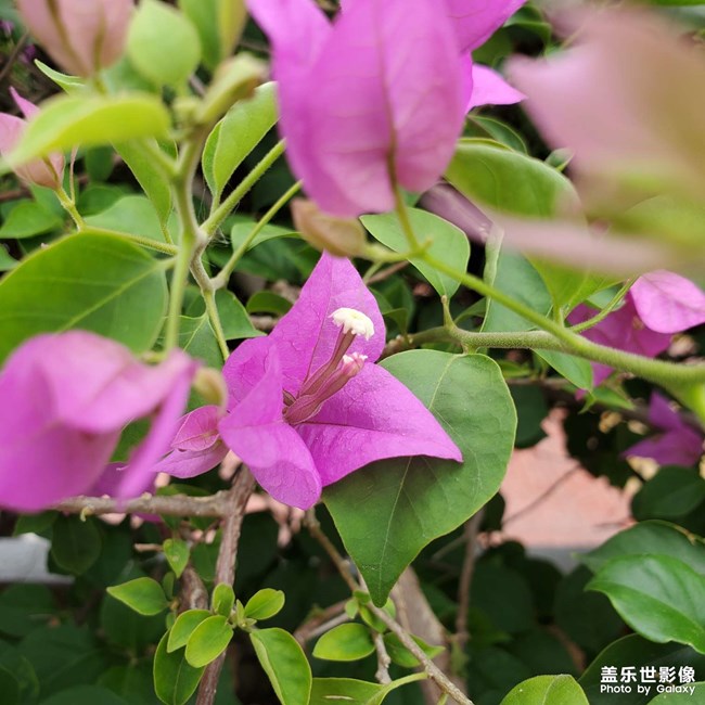 三角梅
