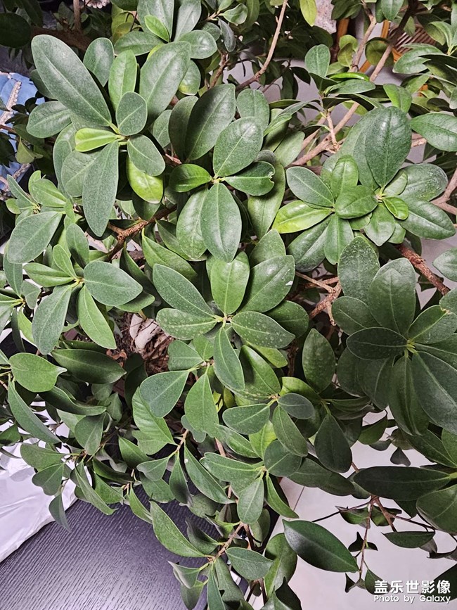 s23u主摄和3倍拍出来的照片颜色不一样，你们是这样不