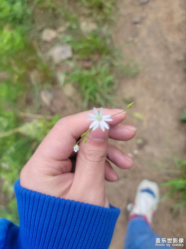 路边的野花