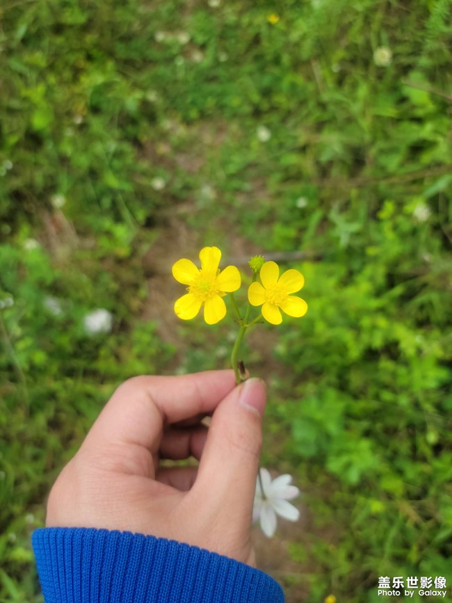 路边的野花