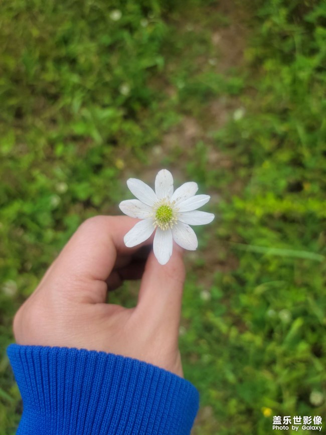 路边的野花