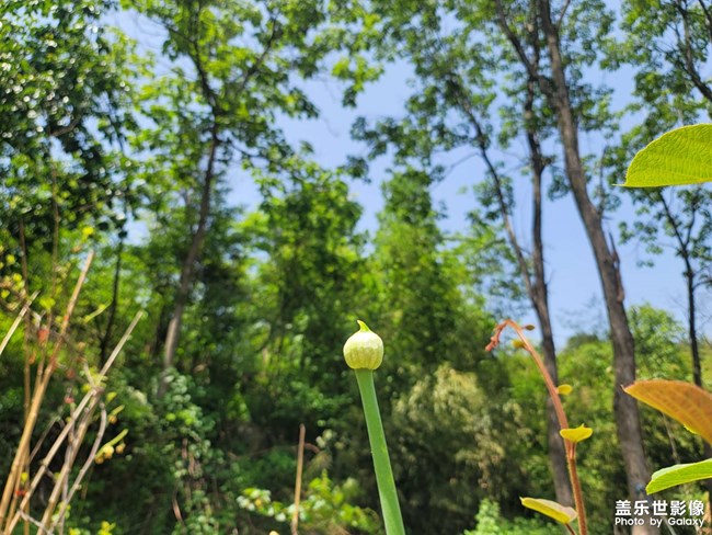 葱花