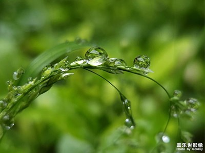 【拍有生活】雨珠