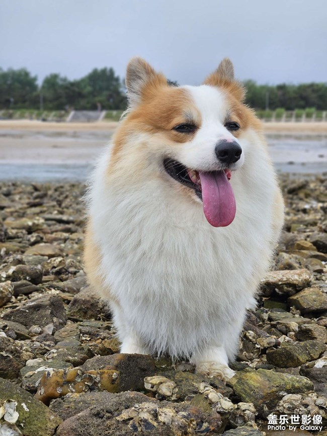 可爱的狗狗