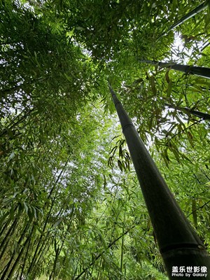 那一片竹海
