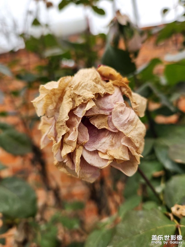 东风无力百花残